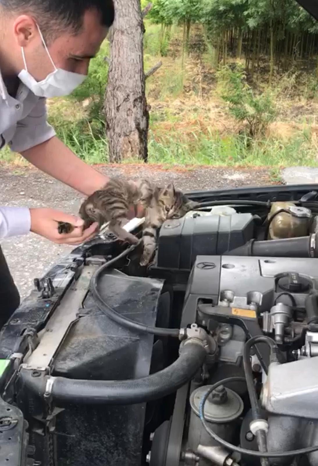 https://www.yenicaggazetesi.com.tr/d/other/motor-kaputundaki-yavru-kedi-70-km-yolculuktan-sonra-fark-edildi-9080-dhaphoto3.jpg