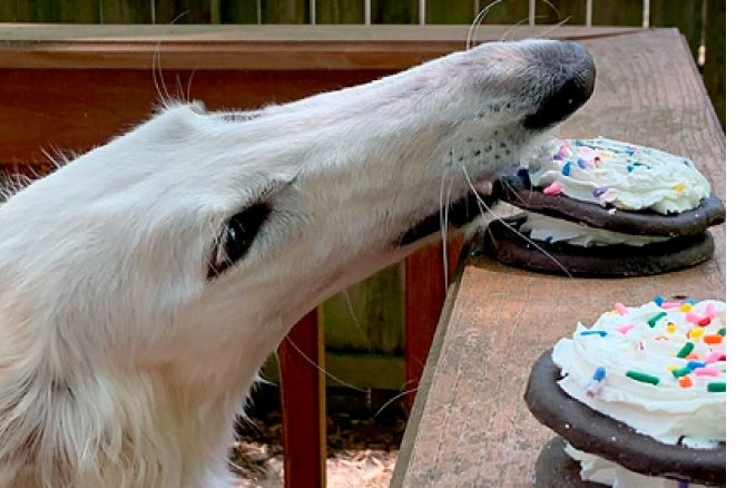 https://www.yenicaggazetesi.com.tr/d/other/the-dog-with-an-unusually-long-nose-became-the-star-of-the-internet.jpg